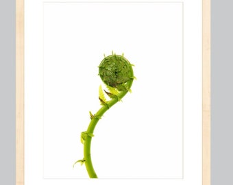 Fiddlehead no. 2