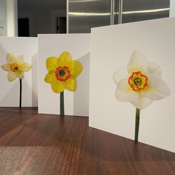 Daffodil greeting cards - blank 5x5 notecards