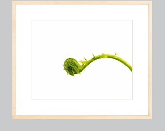 Fiddlehead no.3