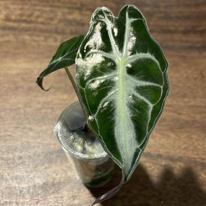 May include: An Alocasia Polly plant with dark green, arrow-shaped leaves featuring prominent, light-colored veins and wavy edges. The plant is housed in a clear, cylindrical plastic container filled with water and a substrate, showing visible roots.