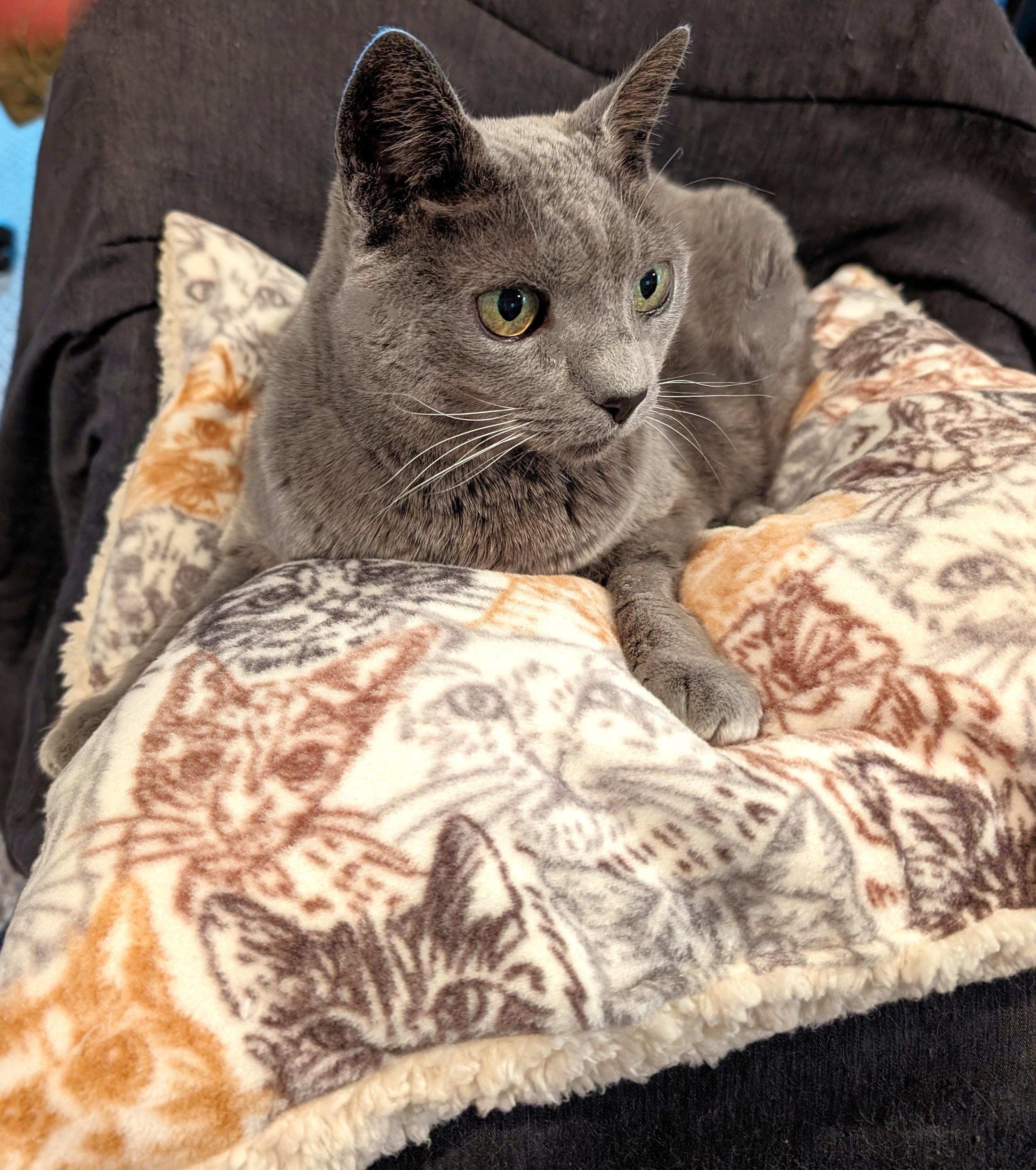 Cat Pillow Bed Packed Cats