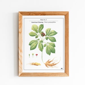 American Ginseng Botanical Illustration, Original Print
