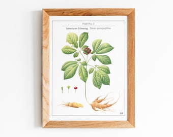 American Ginseng Botanical Illustration, Original Print