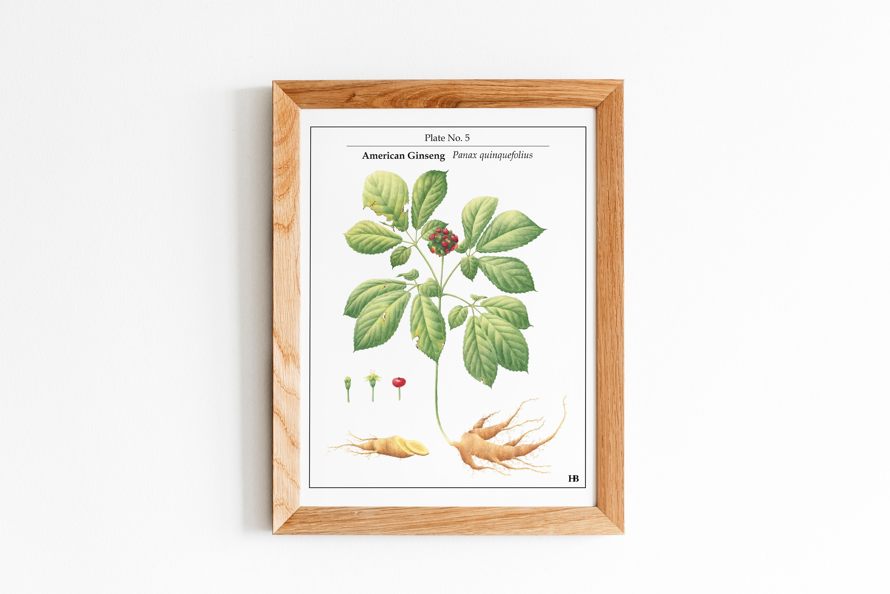 Vintage Botanical Print, Alpine Plants, Scientific Floral