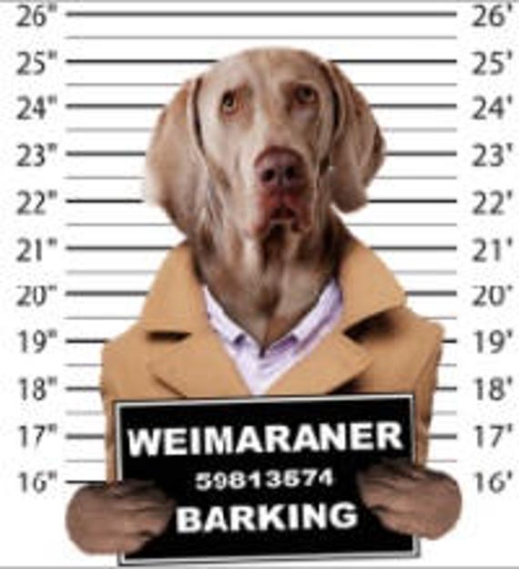 Dog Barking Logic Funny Weimaraner T-Shirt funny dog gift idea