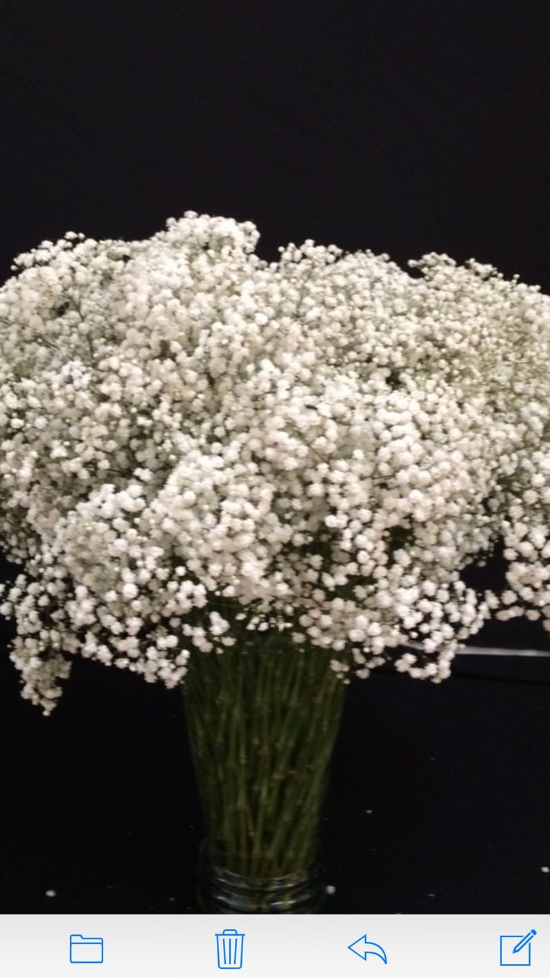 Fresh Babys Breath Decor Gypsophila Fillers Wedding Etsy