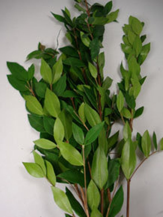 Fresh Myrtle green fillers wedding arrangementsflowers Etsy