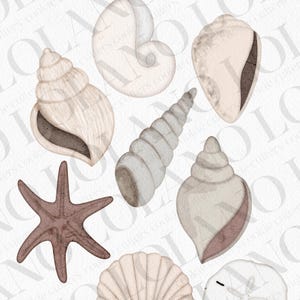 以下が含まれることがあります： 貝殻、ヒトデ、サンドダラーの9つの水彩イラストのセット。イラストはベージュ、ブラウン、ホワイトのカラーで描かれています。