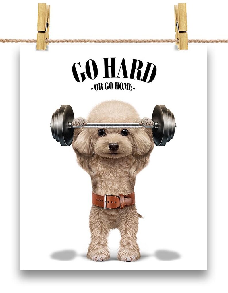 Creme Pudel Hund Overhead Press Workout im Fitnessstudio Poster Druck