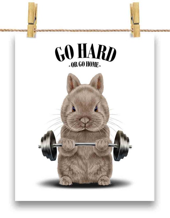 Dwarf Rabbit Weightlifting in Fitness Gym Exercise Workout