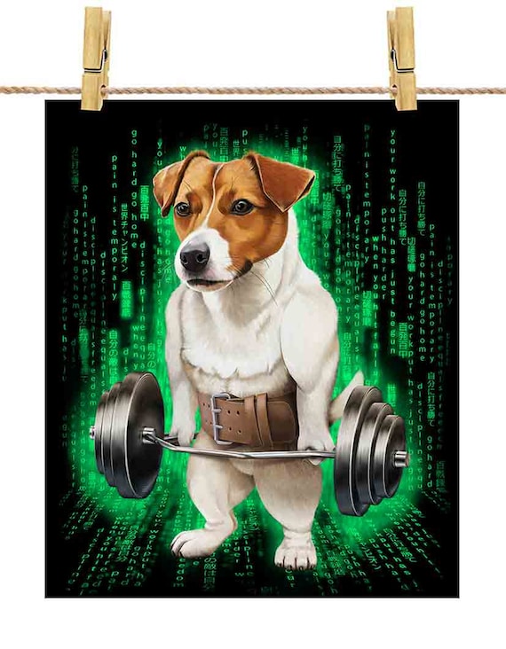 How Do You Discipline A Jack Russell