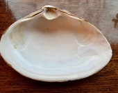 6 Extra Large Clam Shells Atlantic Surf Sea Clams from Cape Cod 6 Inches Crafts Vanity Shell Dish Ocean Decor Coastal Theme Favors