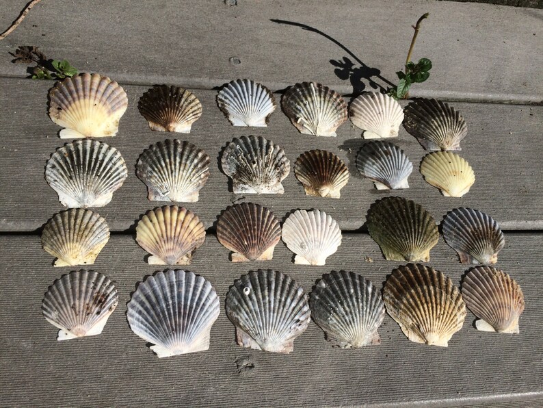 40 Scallop Shells from Cape Cod Bay Scallops 1.53 for Etsy