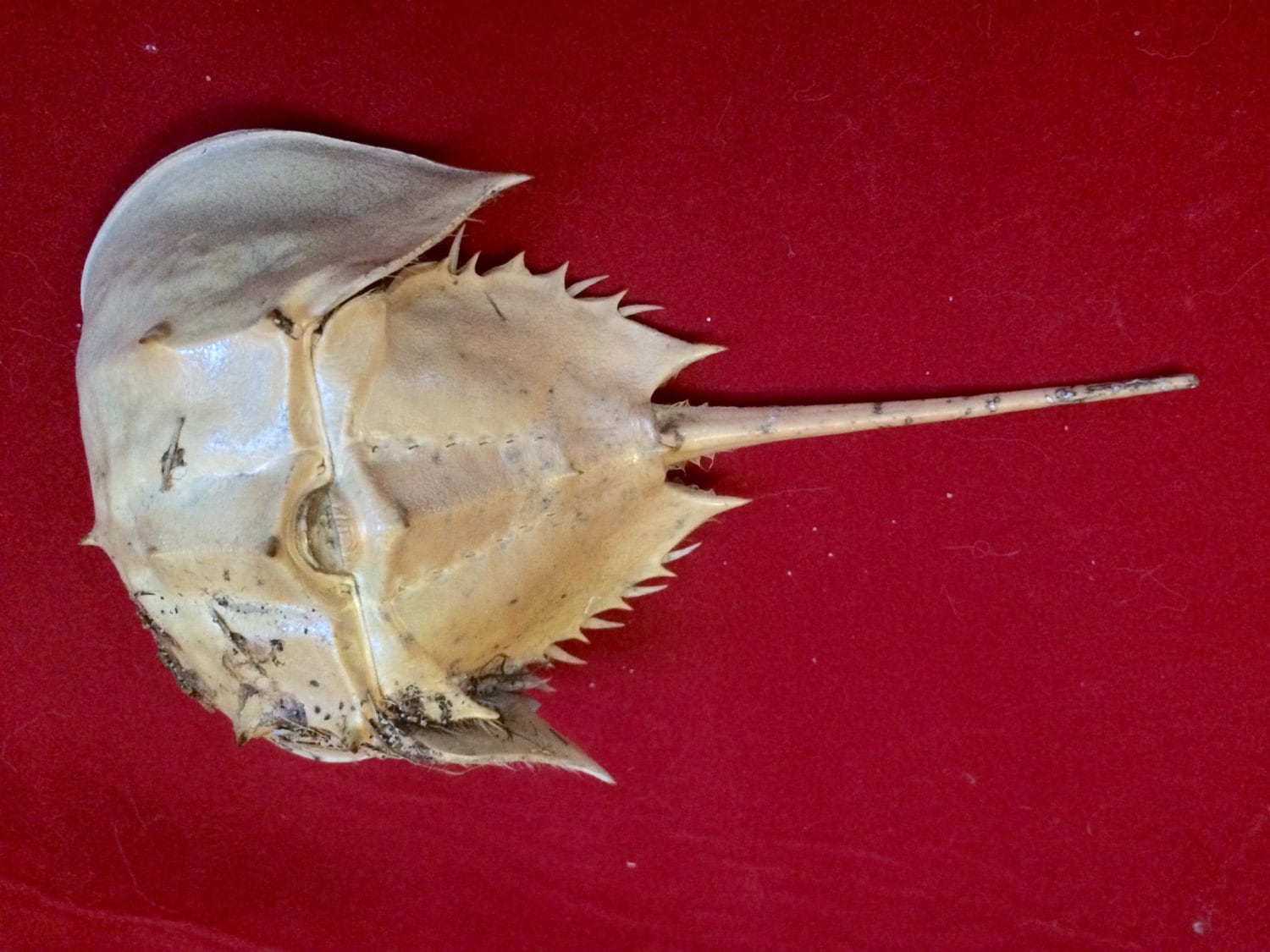 Atlantic Horseshoe Crab Shell Small with Legs and Tail Full Etsy