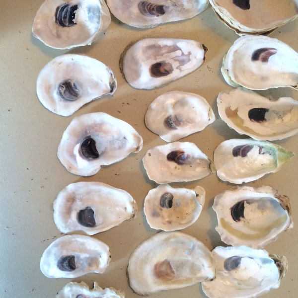 Mix of 14  Cup and Flat 2.5-3.5 Inch Oyster Shells from Cape Cod Bay Hand Picked Sun Dried White Purple Crafting Wreaths Escort Cards