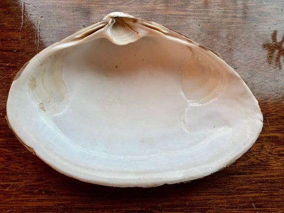 2 Extra Large Clam Shells Atlantic Surf Sea Clams From Cape Etsy