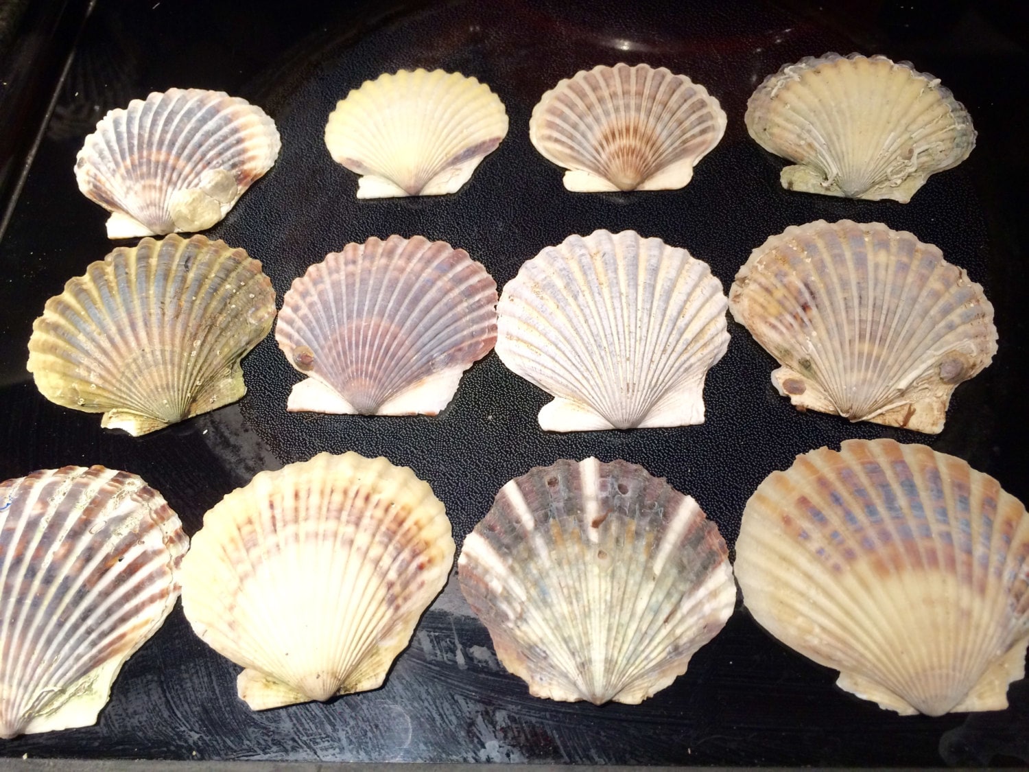 75 Scallop Shells Provincetown Cape Cod Bay Scallops 1.5-3" for Shell Projects 75 Scallop Shells Provincetown Cape Cod Bay Scallops 1.5-3" for Shell Projects
