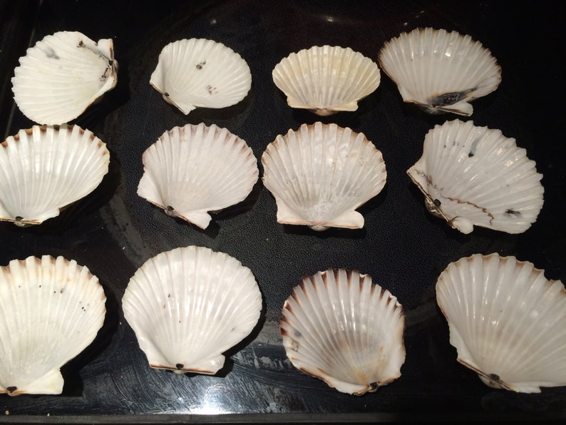 40 Scallop Shells from Cape Cod Bay Scallops 1.53 for Etsy
