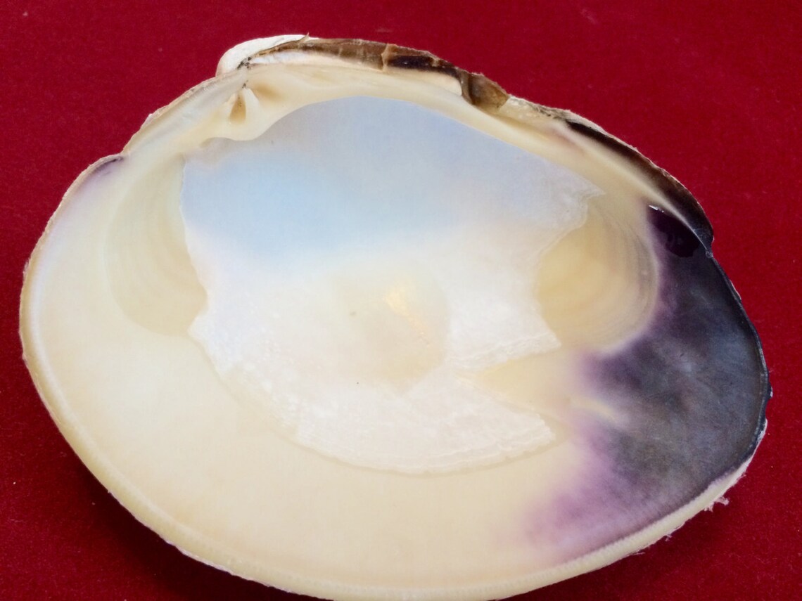5 Large Quahog Clam Shells Large 3.54.5 Inch Shells White and Etsy