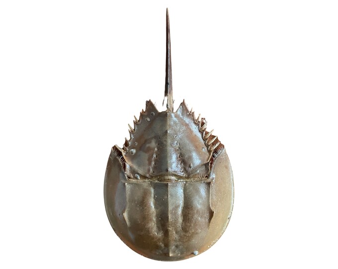 Atlantic Horseshoe Crab Shell With Tail and Legs Intact Naturally