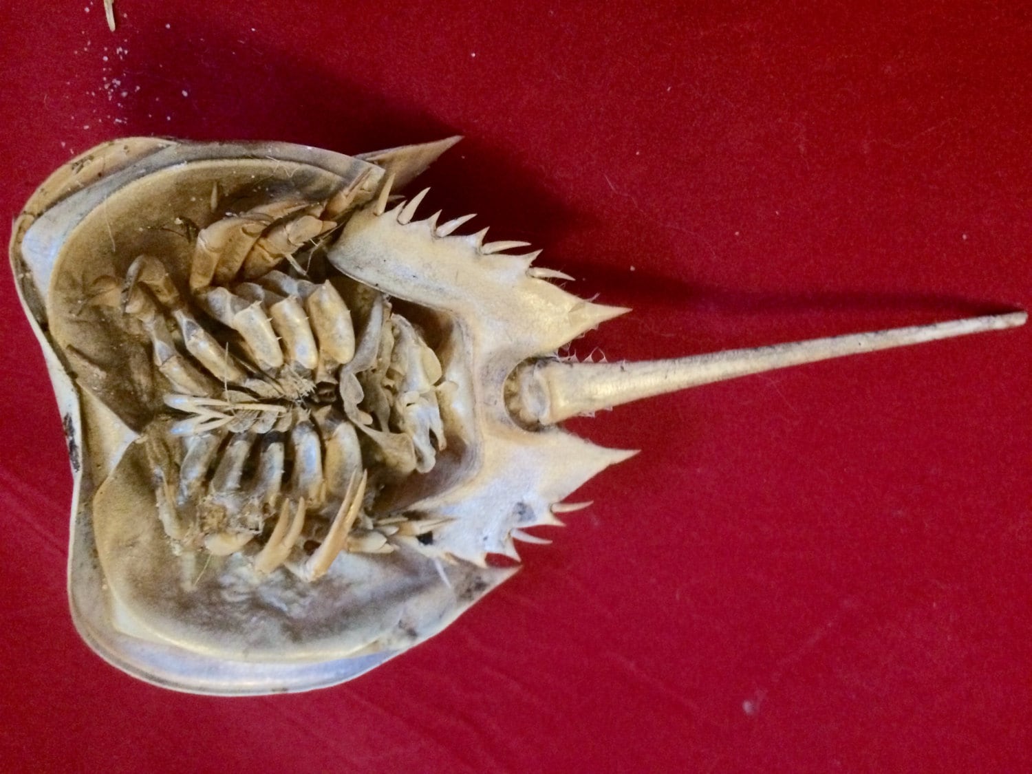 Horseshoe Crab Skeleton