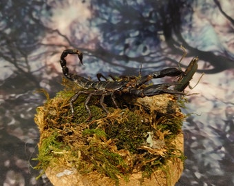 Asian Forest Scorpion - Habitat Cloche/Dome eating prey.