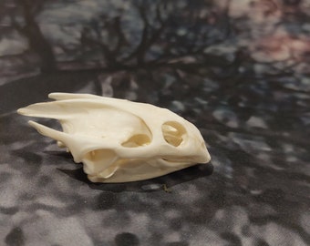 Real Turtle Skull