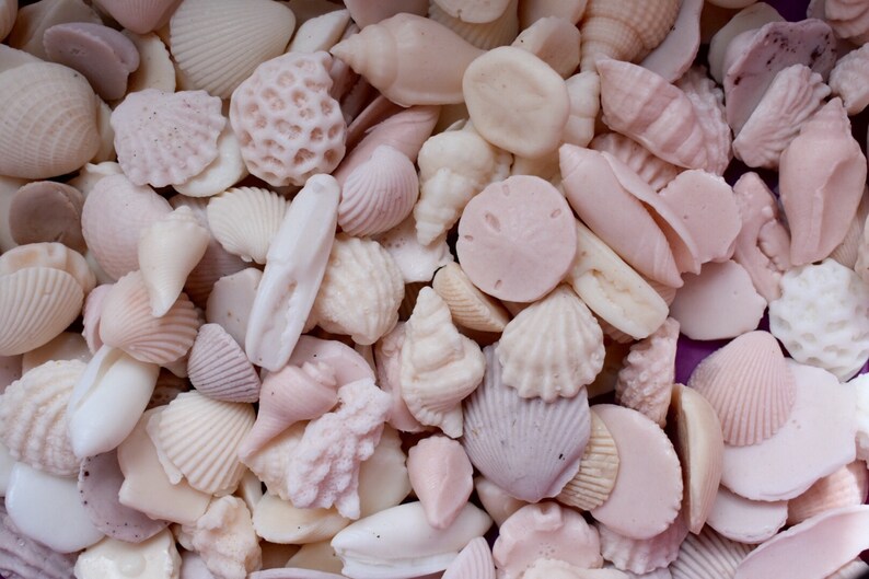 100 MINI Sea Shell Soaps Etsy