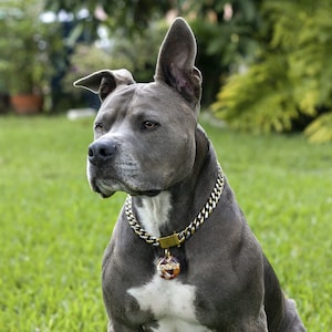 Two-Tone Stainless Steel Cuban Link Dog Chain - 15mm