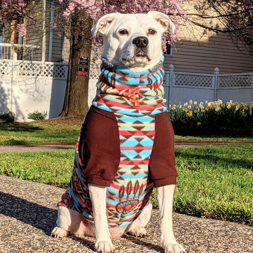 sweaters for bully breeds