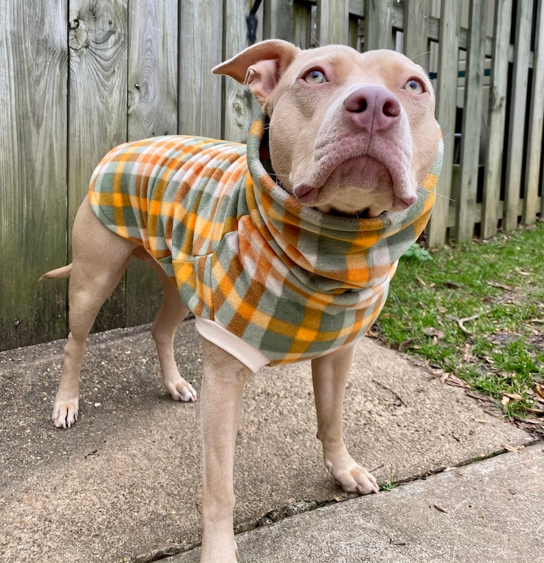 5 Cool Dog Jumpers For Staffies