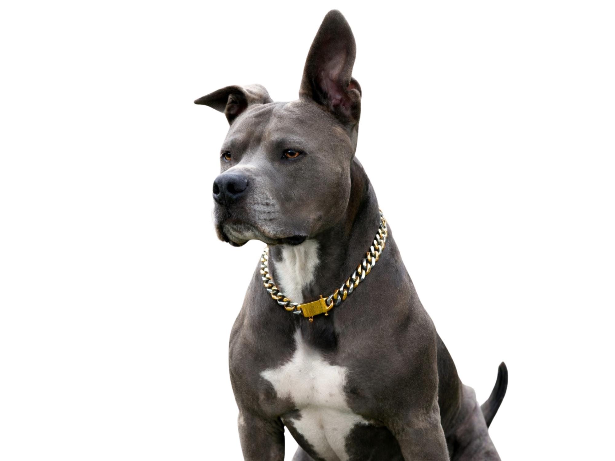 Two-tone Stainless Steel Cuban Link Dog Chain - 15mm - Etsy