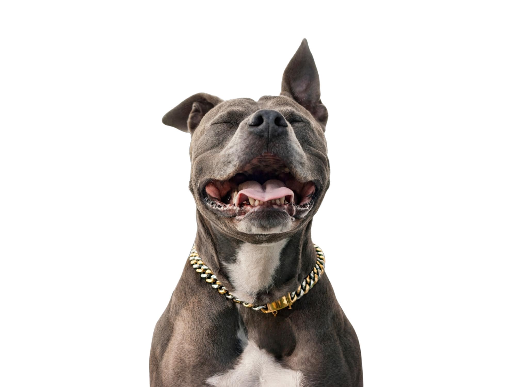 Two-tone Stainless Steel Cuban Link Dog Chain - 15mm - Etsy