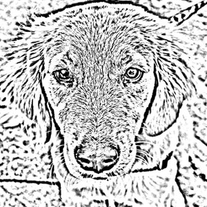Goldens Sketch (set of 4)