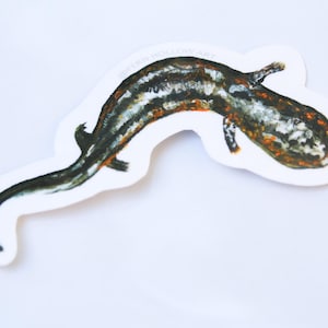 May include: A sticker depicting a stylized salamander illustration. The salamander is mainly black and white, with orange and brown details. The sticker includes the text "GREEN HOLLOW ART".