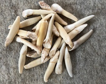 Set di denti d'alce da 25 pezzi per i tuoi progetti artistici in osso, materiale antico, vero e naturale per intaglio di gioielli e progetti artigianali.