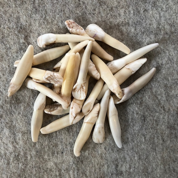 Moose Teeth set 25 pieces for your Own Bone Art Projects, Real and Natural Ancient Material for Jewerly Carving and Crafts Projects