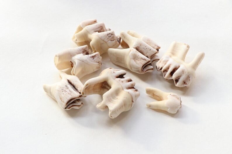 Elk Teeth for Your Art and Craft set 7 Ancient Material for Your Natural Crafts Projects Natural material