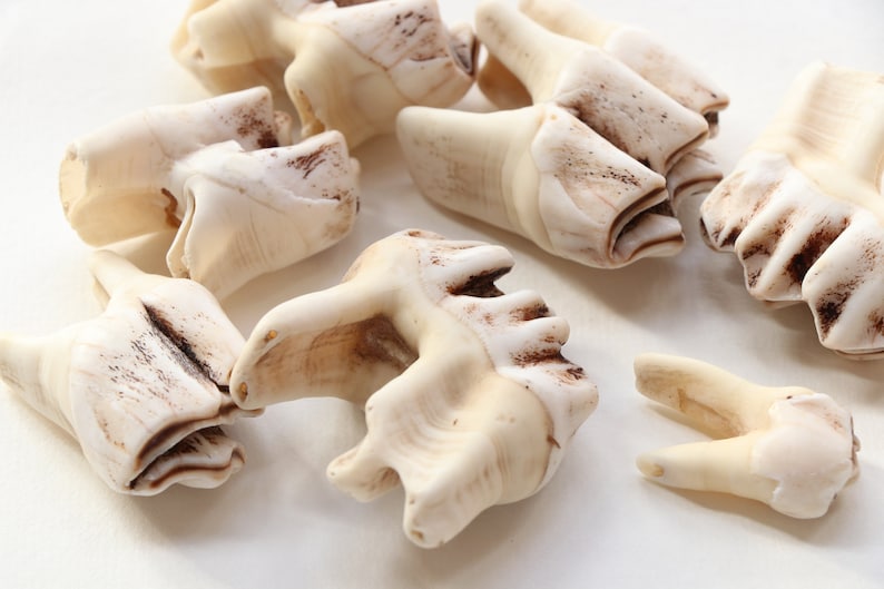 Elk Teeth for Your Art and Craft set 7 Ancient Material for Your Natural Crafts Projects Natural material