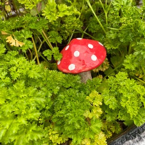 Può includere: Un ornamento decorativo da giardino a forma di fungo con un cappello rosso brillante caratterizzato da pois bianchi. Il fungo presenta una parte superiore liscia e arrotondata e un gambo cilindrico corto, immerso tra piante di prezzemolo riccio.