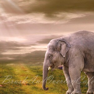 May include: A young elephant with a long trunk and large ears stands in a grassy field with a cloudy sky in the background.