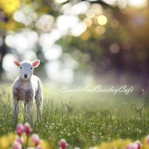Digital Background for Photography/Spring Baby Lamb Digital Backdrop/Layered PSD/Digital Backdrop for Easter/Photoshop, Elements, Etc