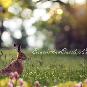 Bunny Flower Field Spring/Easter Digital Background/Digital Backdrop for Photoshop, Elements Etc/Layered PSD