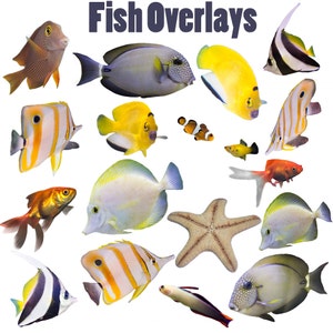 PNG Goldfish, Saltwater Fish, and Fresh Water Fish Overlays for Photoshop and Elements.  Instant Download