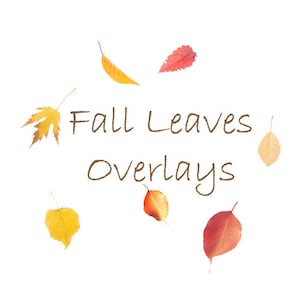 16 Fall Leaf Overlays for Photoshop and Photoshop Elements/Transparent PNG, Autumn, Leaves.  Instant Download