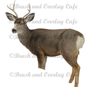 May include: A brown and white deer with large antlers stands on a white background. The deer is looking to the left and has its tongue sticking out.