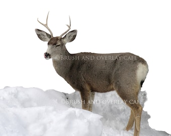 7 Real Deer High Res Transparent PNG Photoshop Overlays...Buck, Doe, Fawn, Mule Deer, Snow