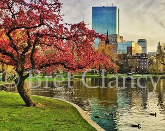 Spring blooming with Back Bay reflections in the Boston Public Garden - FREE SHIPPING!
