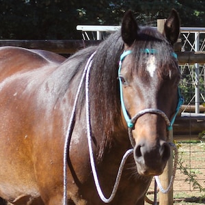 Teal Biothane Soft Nose Loping Bridle - Bitless Bridle - Sustainable Rope - Photo Sample