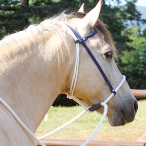 Puede incluir: Primer plano de un caballo palomino con un cabestro de cuerda azul marino y blanco. El pelaje del caballo es de color marrón claro, y el cabestro está hecho de cuerda y cuero. El fondo muestra árboles y hierba borrosos.